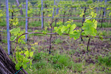Fototapeta na wymiar Vine branch with blossoms ine early spring in vineyard