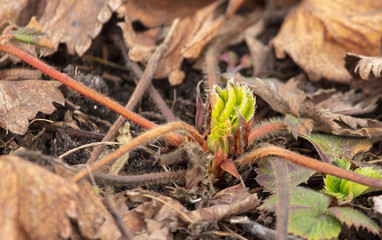 Strawberry leaves in early spring