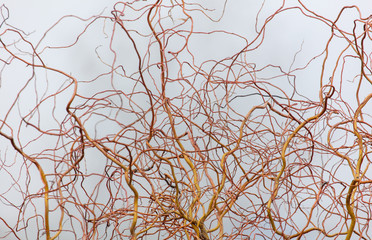 Tree branches in the fog in spring © schankz