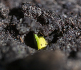 A small watermelon plant sprouts from the ground