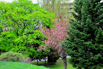 札幌中島公園の桜の風景