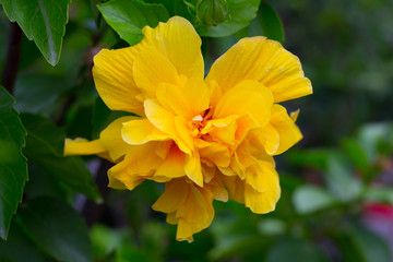 Hibiscusblüte, macro,Blütenblätter,exotische Blüte