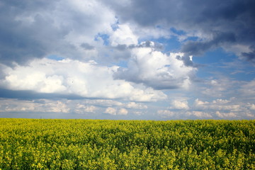 Fototapeta premium Rapeseed field and cumulus clouds