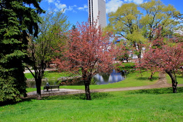 札幌中島公園の桜の風景