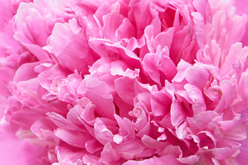 Abstract pink peony flower background in summer