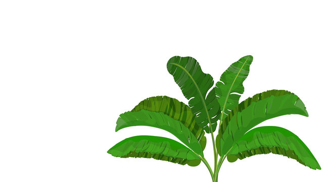 Bright green leaves of banana palm. Bush. Tropical theme. for print, image or postcard. illustration