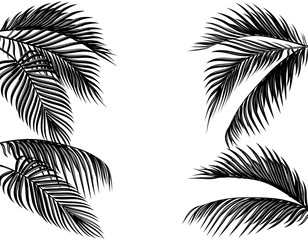 Fototapeta na wymiar Set of black and white tropical palm leaves. Isolated on white background illustration
