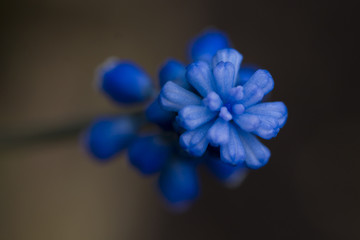 Fototapeta na wymiar grape hyacinth close-up macro shot
