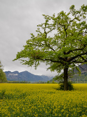green oak tree in a blossoming yellow canola rapeseeed field