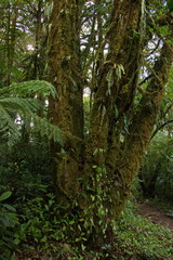 Trees in Bosque Nuboso NP near Santa Elena in Costa Rica