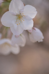 Fototapeta na wymiar 京都　仁和寺　御室桜