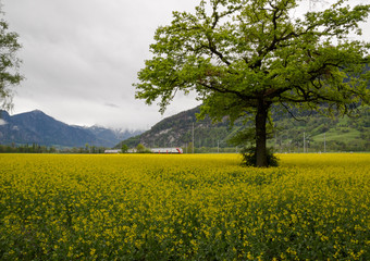 green oak tree in a blossoming yellow canola rapeseeed field and high speed train in background