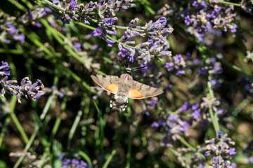 Taubenschwänzchen im Flug am Lavendel