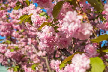 Bright pink cherry blossom flowers. 