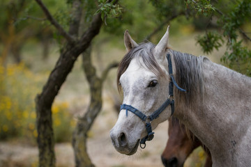 White horse grazing in Sicily