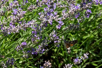 Taubenschwänzchen im Flug am Lavendel