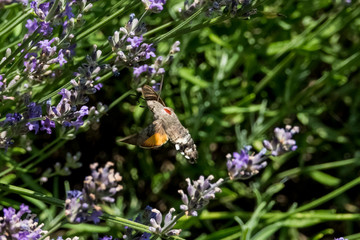 Taubenschwänzchen im Flug am Lavendel