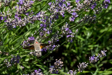 Taubenschwänzchen im Flug am Lavendel