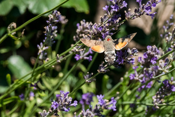 Taubenschwänzchen im Flug am Lavendel