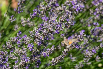 Taubenschwänzchen im Flug am Lavendel