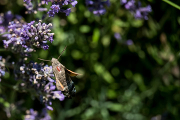 Taubenschwänzchen im Flug am Lavendel