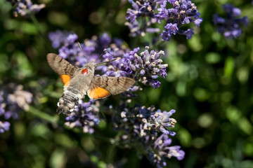 Taubenschwänzchen im Flug am Lavendel