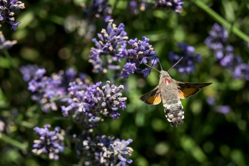 Taubenschwänzchen im Flug am Lavendel