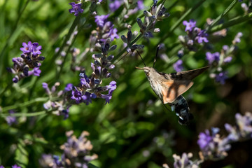 Taubenschwänzchen im Flug am Lavendel