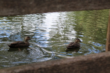 ducks in a billabong, adelaide,australia