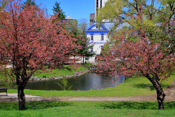 札幌中島公園の桜の風景