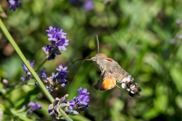 Taubenschwänzchen im Flug am Lavendel