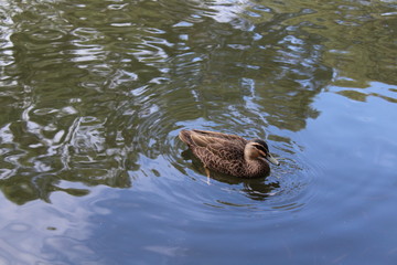 ducks in a billabong, adelaide,australia