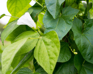 Bindweed on the bean vines