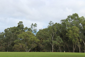 Obraz premium park near torrens river, adelaide, australia