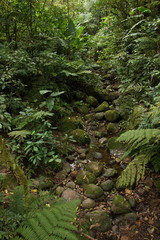 Creek in Bosque Nuboso NP near Santa Elena in Costa Rica