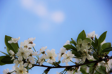 Branch of apple blossoms. Springtime. Sunny day