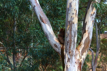 sleepy koala in a gum tree