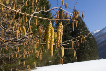 Haselblüte im Frühling