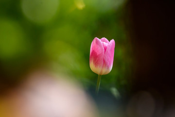 Selective focus photo. Pink tulip at flower bed in garden. Spring time.
