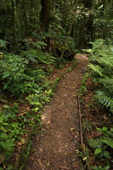 Hiking track in Bosque Nuboso NP near Santa Elena in Costa Rica
