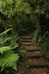 Hiking track in Bosque Nuboso NP near Santa Elena in Costa Rica