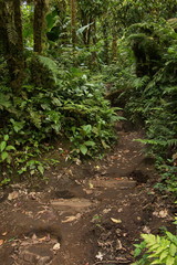 Hiking track in Bosque Nuboso NP near Santa Elena in Costa Rica