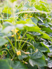 Obraz premium Cucumber flowers, creeping vines and leaves