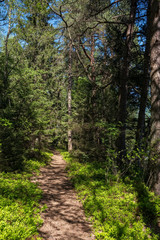 Fototapeta na wymiar Beautiful path through the pine forest