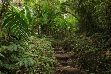 Hiking track in Bosque Nuboso NP near Santa Elena in Costa Rica