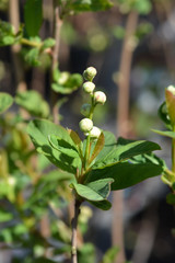 Pearl bush Snow White