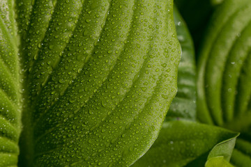 Obraz premium Texture of green leaves close-up. Isolated. Sunny day.