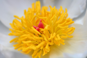 Fototapeta premium Fragrant peony