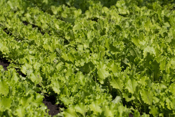 Leaves of young lettuce on the ground. Rows of stripes.