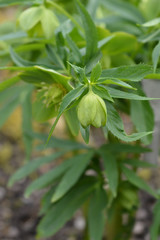 Fragrant hellebore